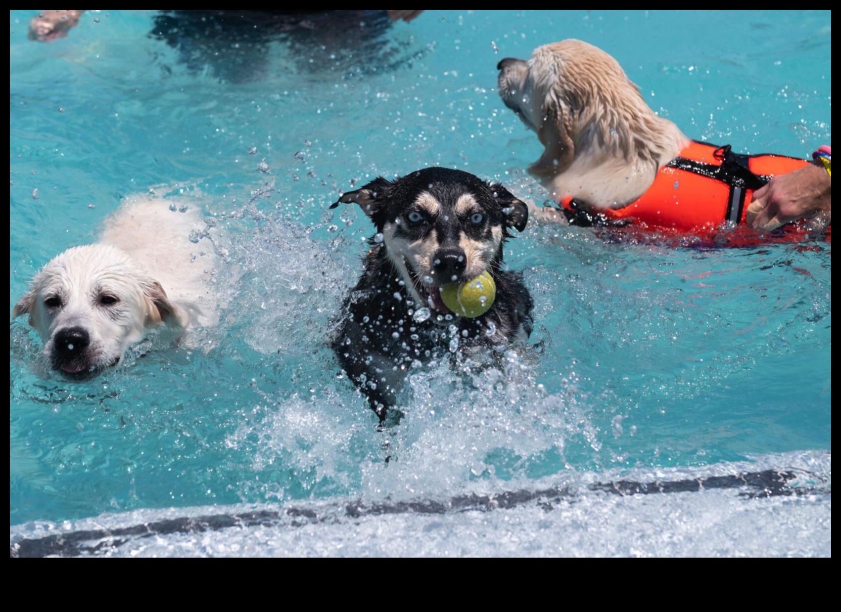 Puppy Pool Paw-ty: Water Games for Cooling Off