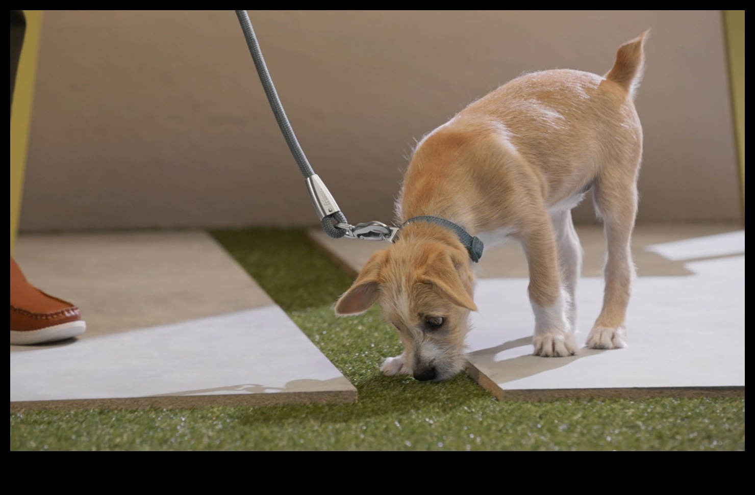 Puppy Potty Training: Effective Techniques for a Clean Home