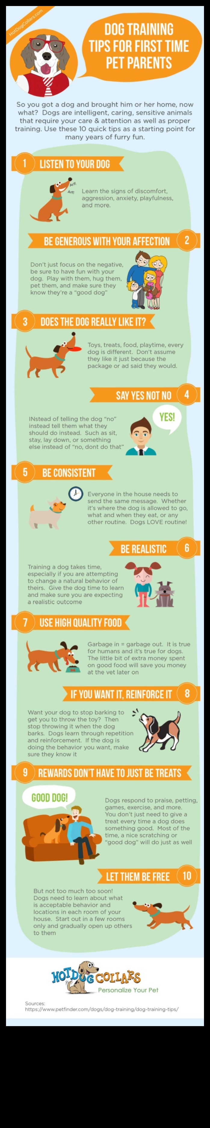 Puppy Preschool: Early Training Tips for New Dog Parents