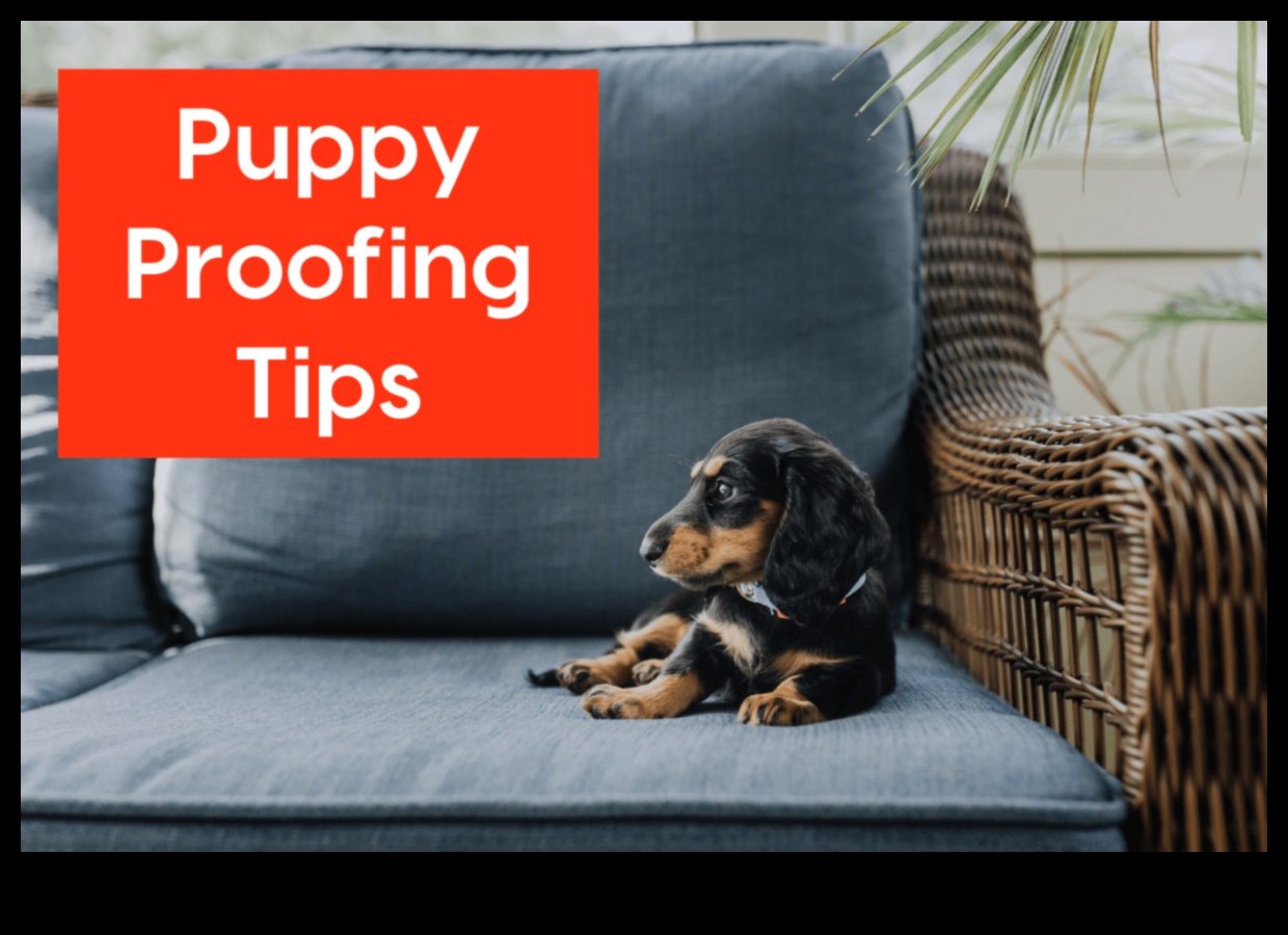 Puppy Proofing: Creating a Safe Home for Your New Pup