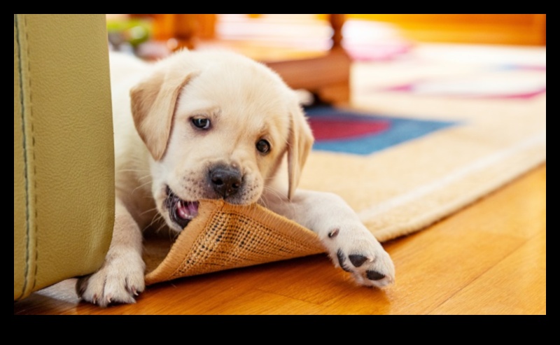 Puppy Proofing: Creating a Safe Home for Your New Pup