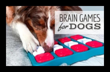 Puppy Puzzle Play: Engaging Games for Mental Stimulation