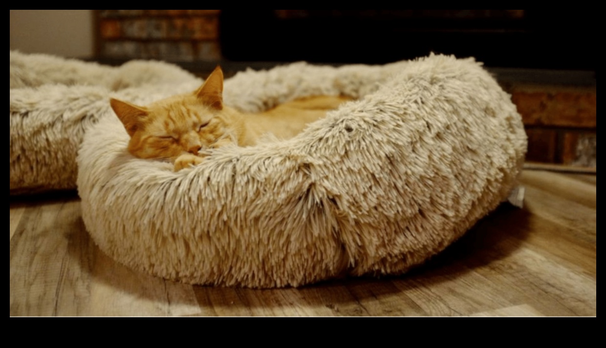 Purr-sonalized Spaces Continued: Tailoring Your Home for Your Cat's Comfort