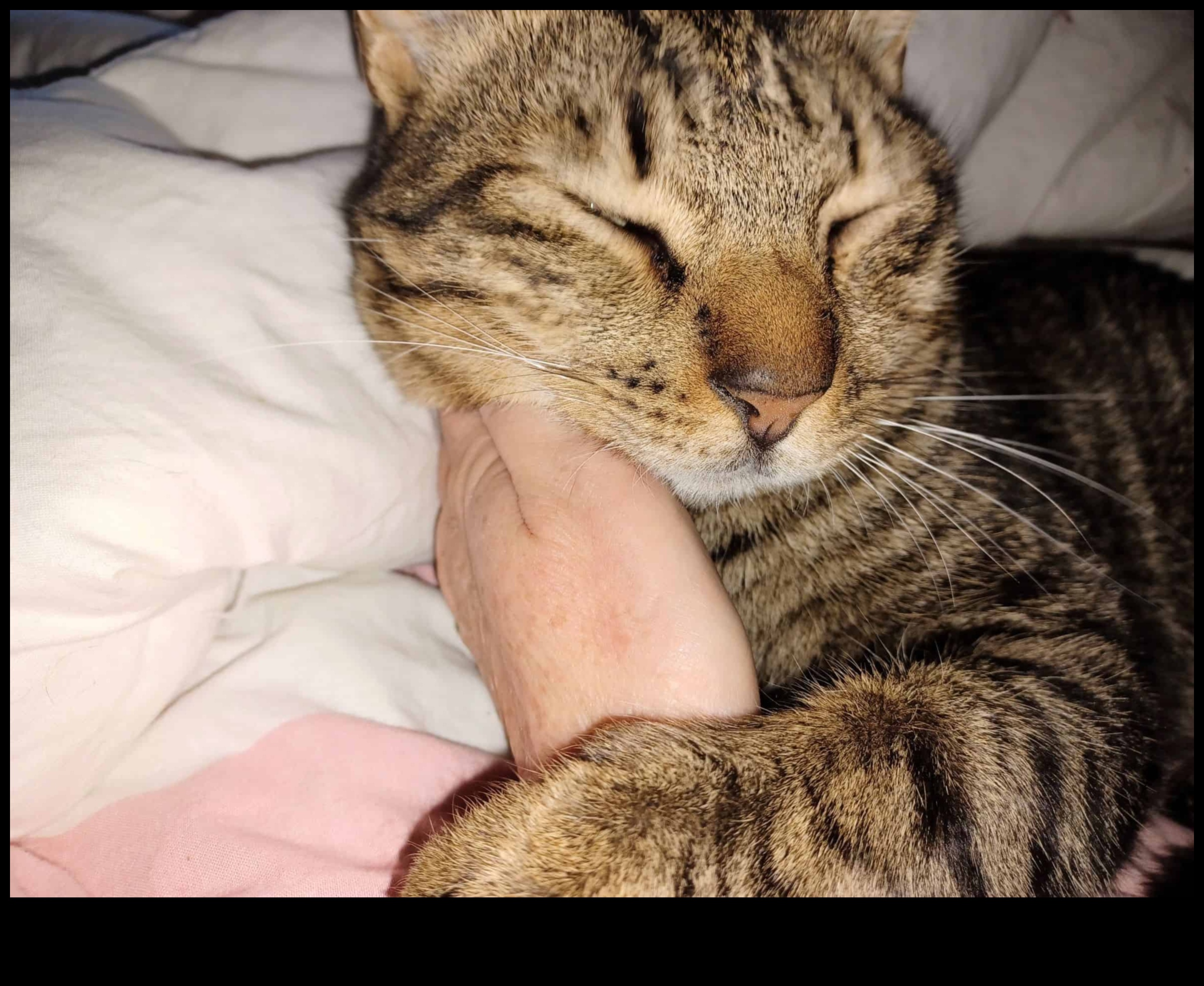 Purr-sonalized Spaces: Tailoring Your Home for Your Cat's Comfort