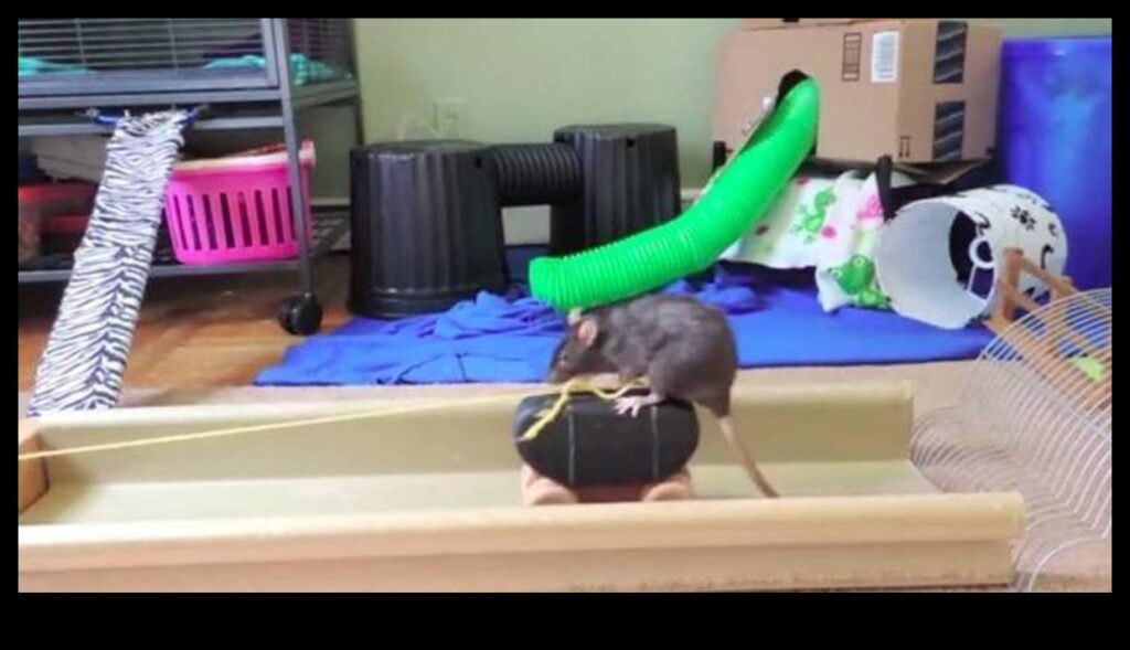 Rat Rally Navigating Obstacle Courses for Small Rodents 1
