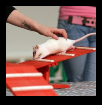 Rat Rally: Navigating Obstacle Courses for Small Rodents