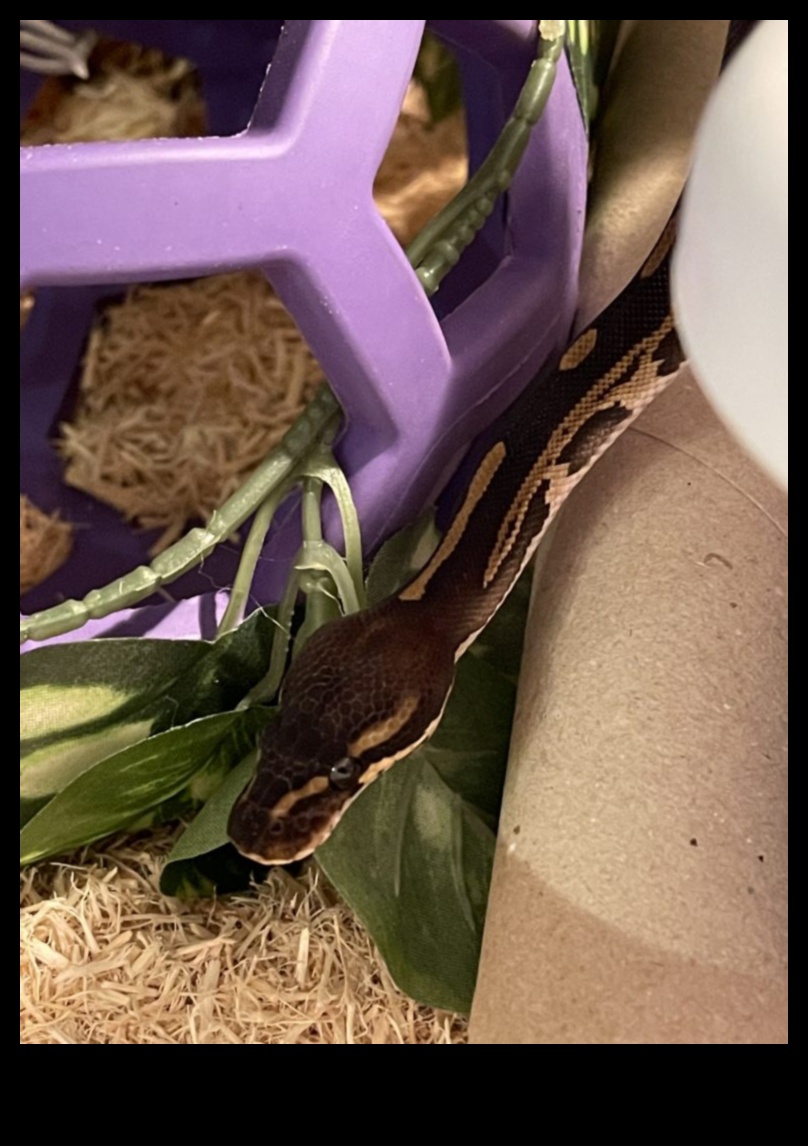 Reptile Reading Time: Providing Stimulating Visuals for Pet Snakes