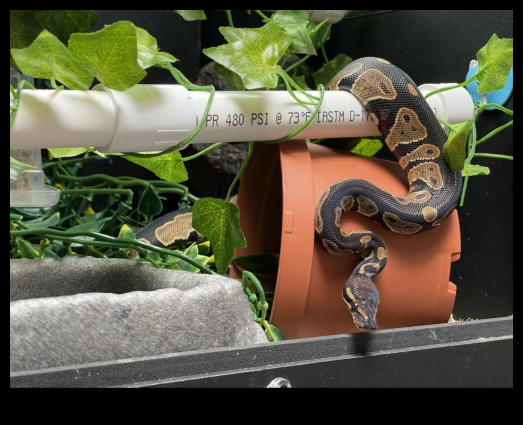 Reptile Reading Time: Providing Stimulating Visuals for Pet Snakes