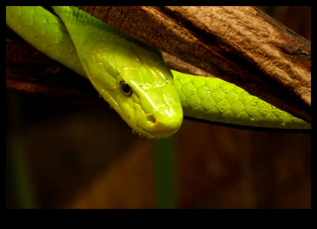 Reptile Reading Time: Providing Stimulating Visuals for Pet Snakes