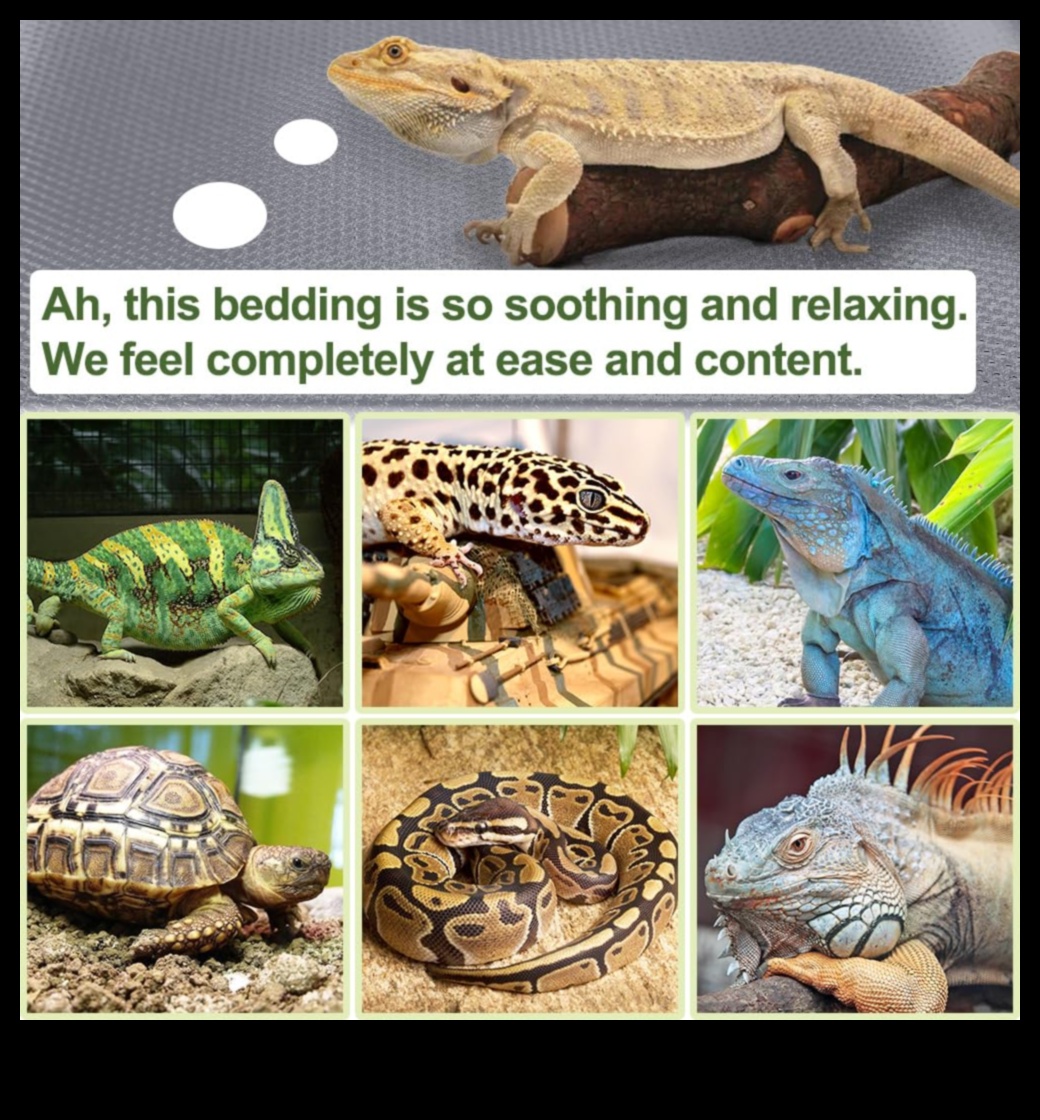 Reptile Relaxation Continued: Designing Cozy Resting Areas