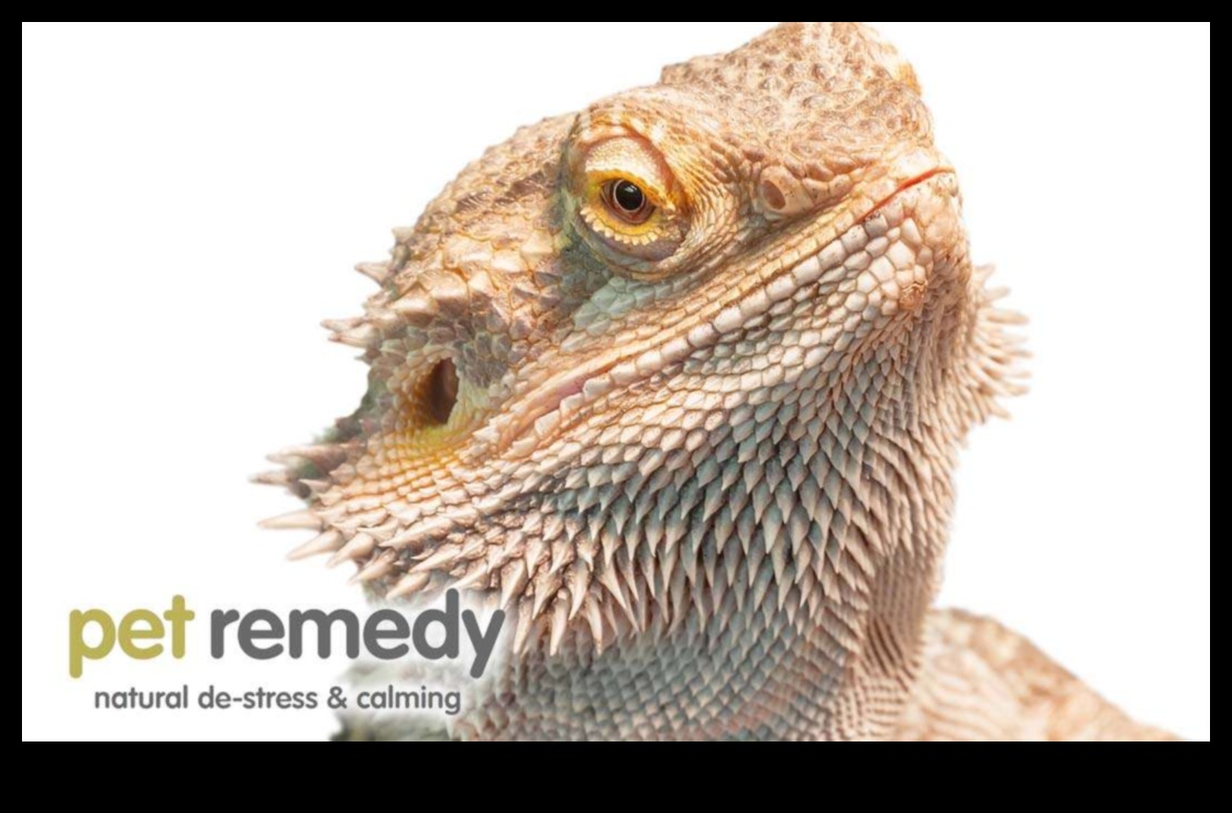 Reptile Relaxation Continued: Improving Comfort Zones