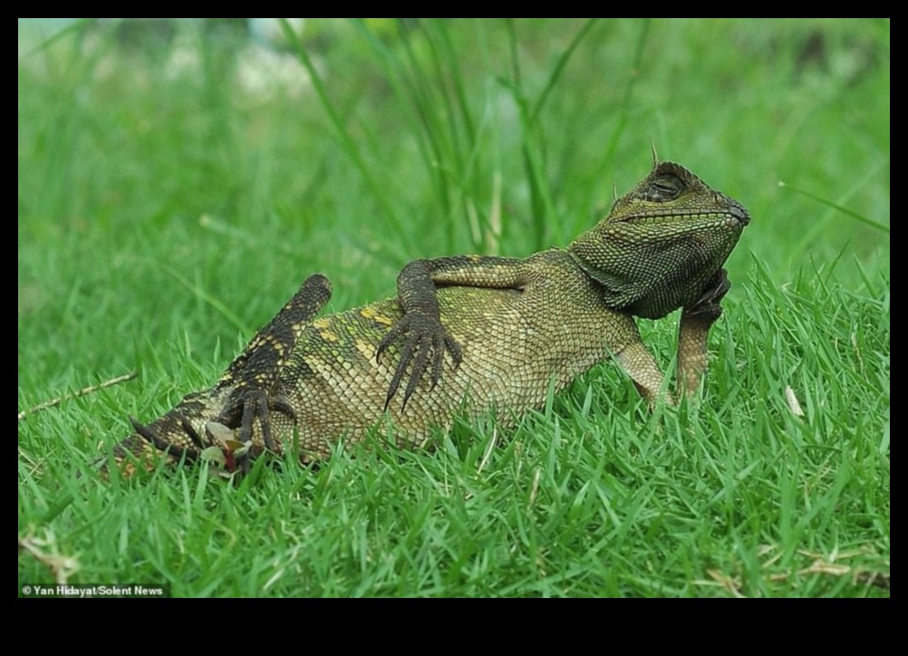 Reptile Relaxation Creating Comfortable Resting Spots 1