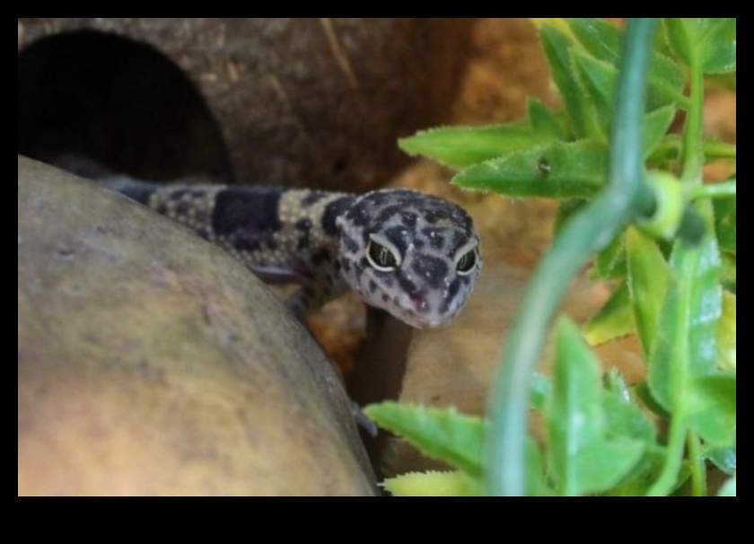 Reptile Relaxation: Creating Comfortable Resting Spots