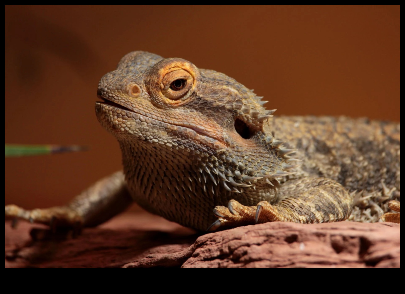 Reptile Relaxation: Creating Comfortable Resting Spots