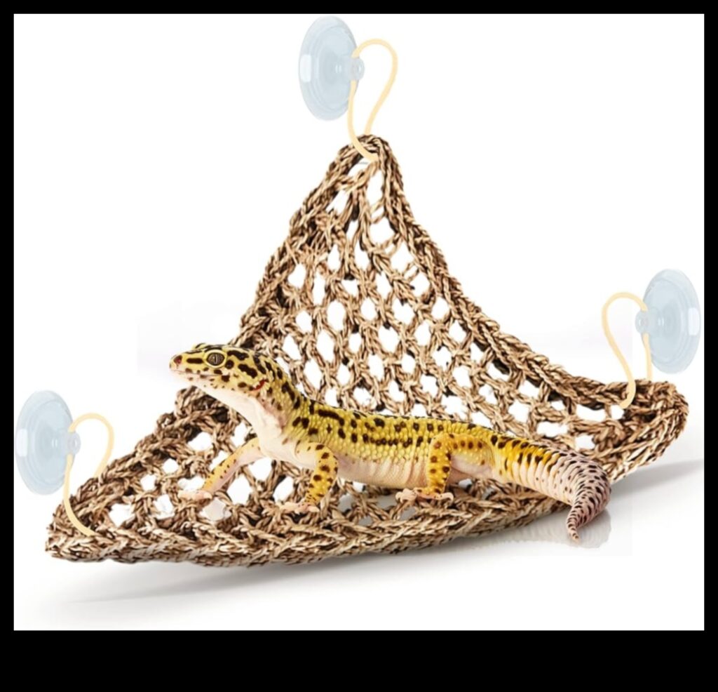 Reptile Relaxation Creating a Chill-out Zone for Your Reptile 1