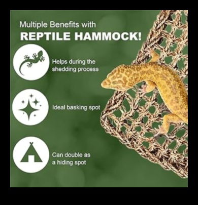 Reptile Relaxation: Creating a Chill-out Zone for Your Reptile