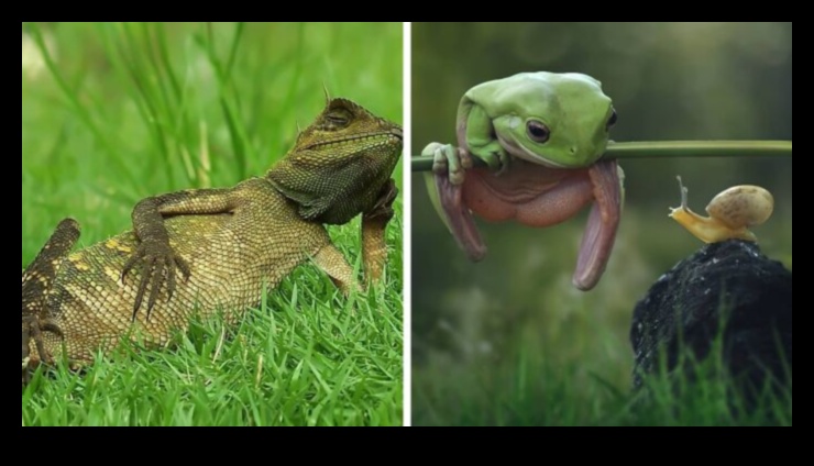 Reptile Relaxation: Creating a Chill-out Zone for Your Reptile