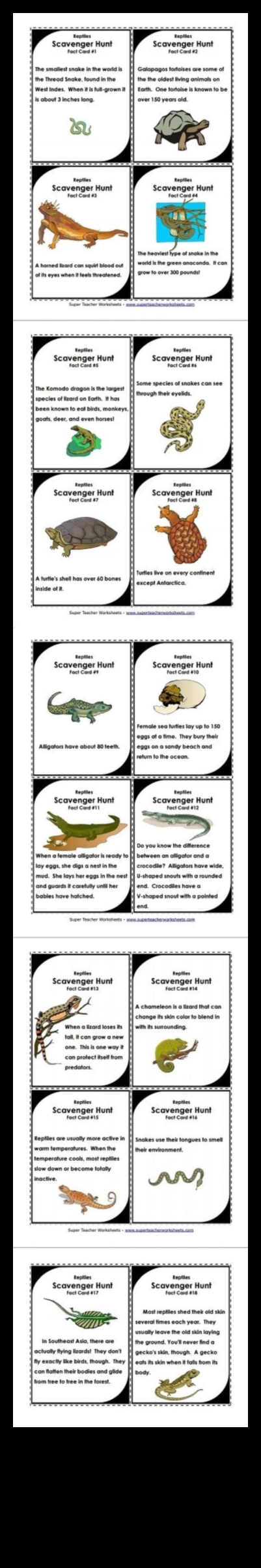 Reptile Romps: Engaging Activities for Your Scaly Companion