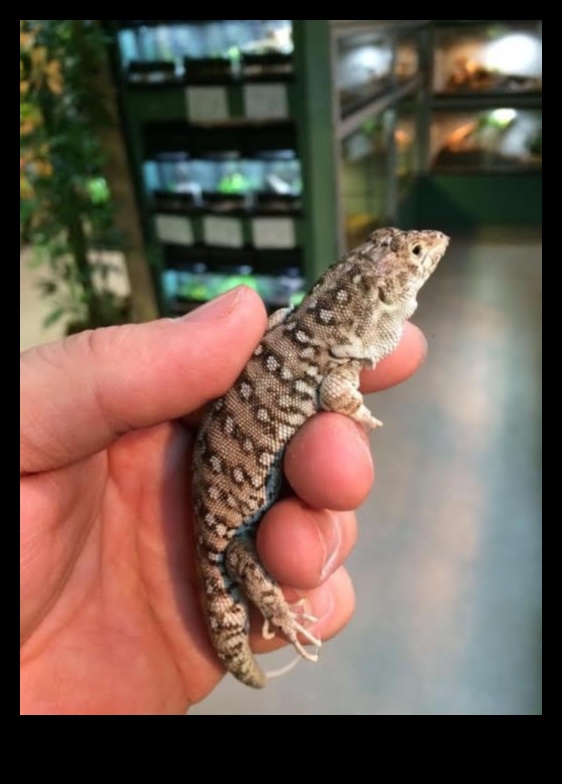 Reptile Runners: Accessories for Fashionable Reptiles