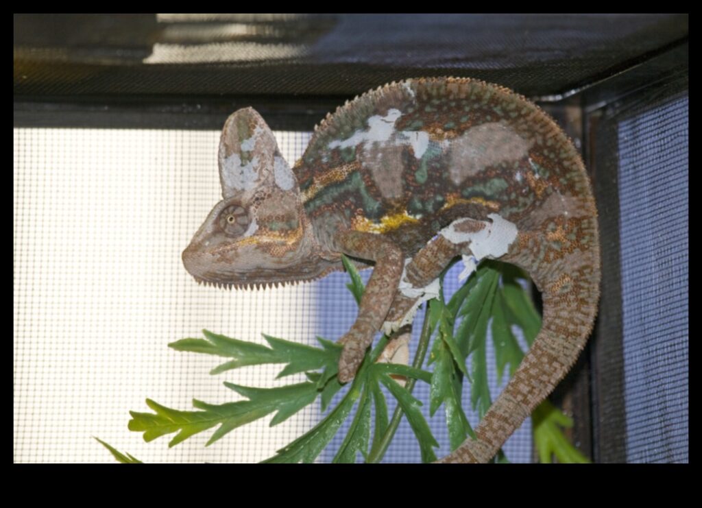 Reptile Runners Continued More Fashionable Ways to Dress Your Scaley Companion 1