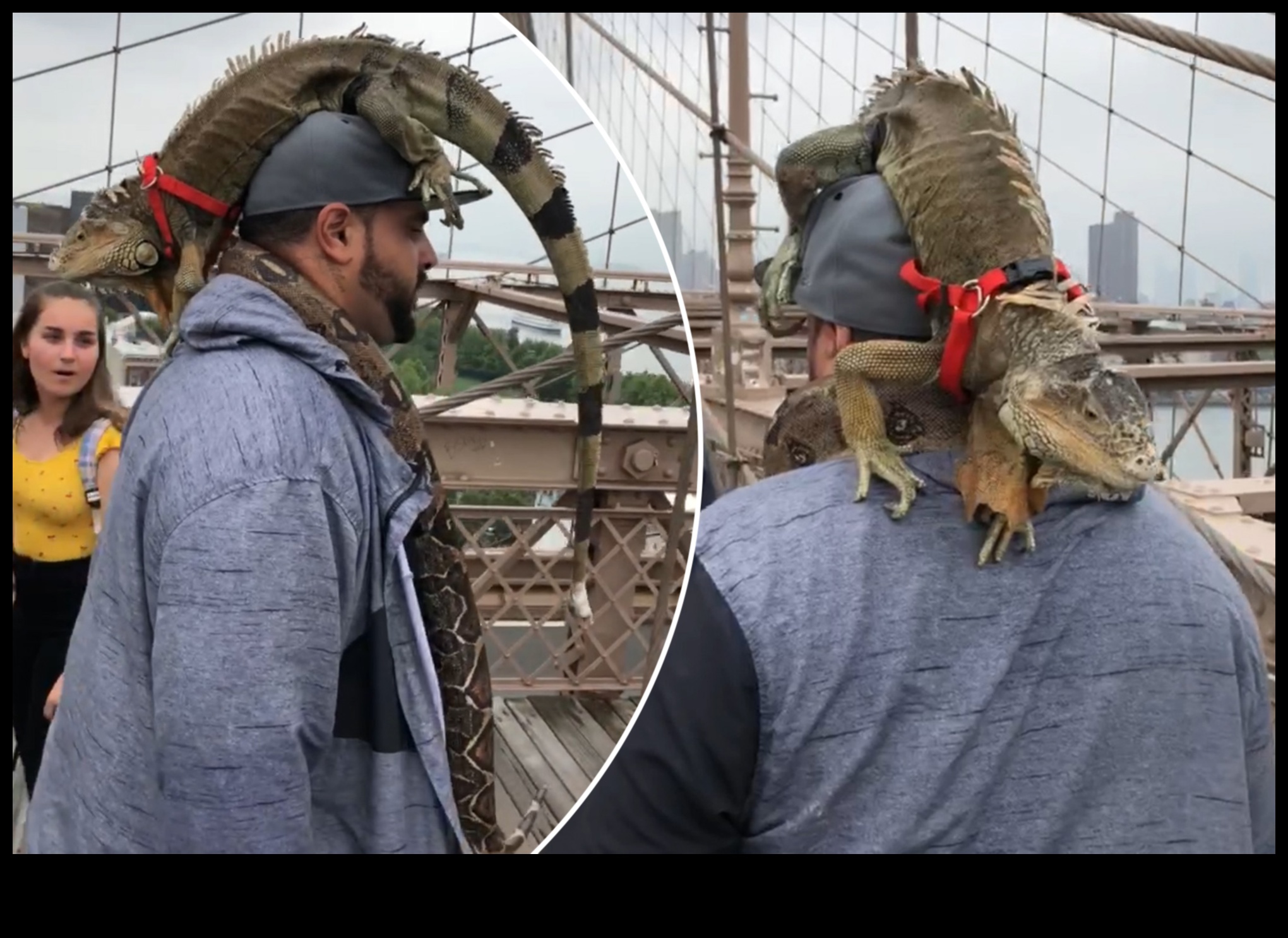 Reptile Runway Continued: Fashionable Accessories for Scaley Friends