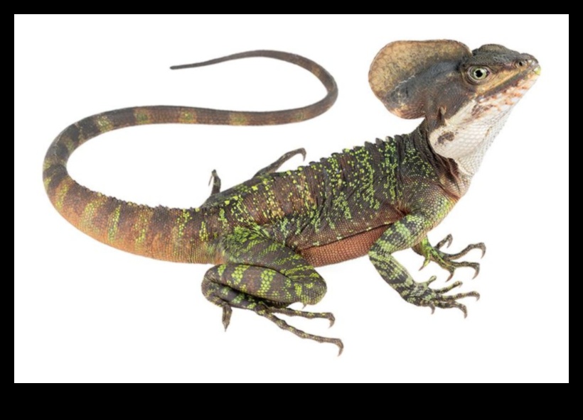 Reptile Runway Continued: More Fashionable Accessories for Reptiles