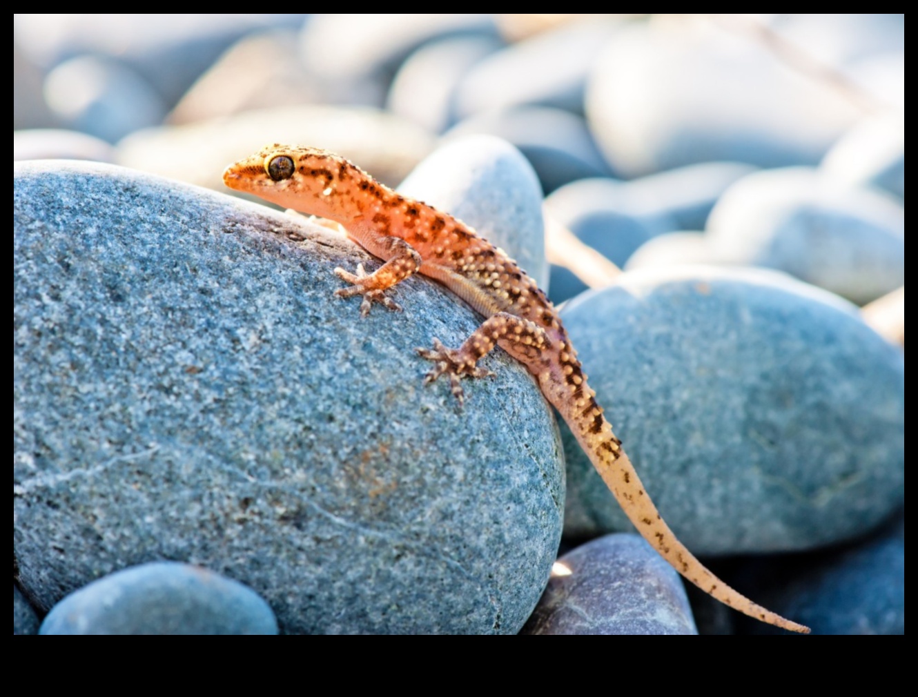 Reptile Retreat Continued: DIY Sunbathing Spots for Reptiles