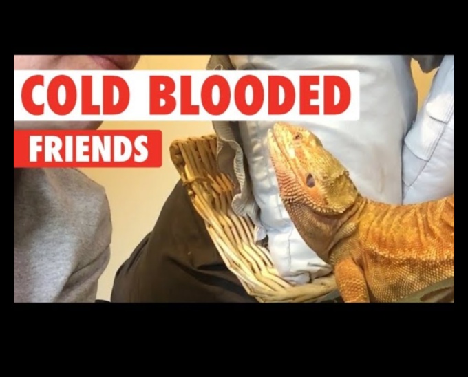 Reptile Retreat Continued: DIY Sunbathing Spots for Reptiles