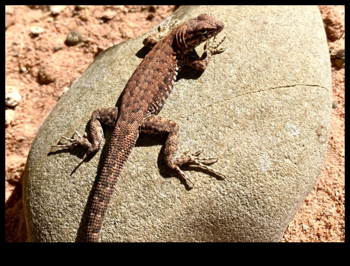 Reptile Retreat Continued: DIY Sunbathing Spots for Reptiles