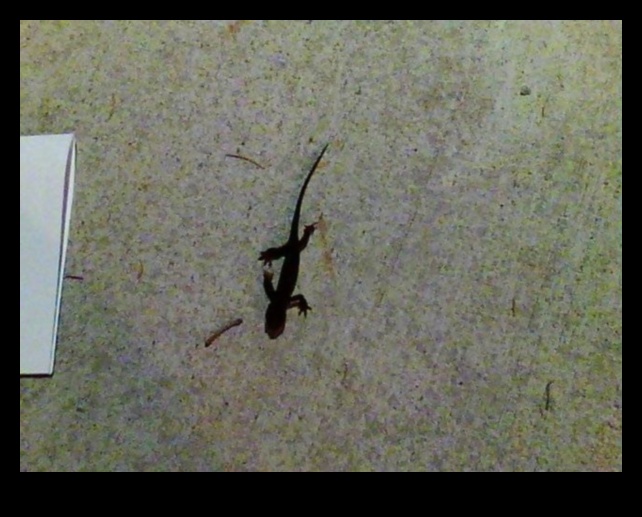 Reptile Retreat Continued: DIY Sunbathing Spots for Reptiles