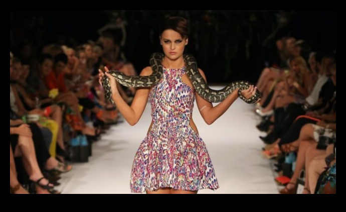 Reptiles on the Runway How to Add Glamour to Your Scaley Friend's Look 1