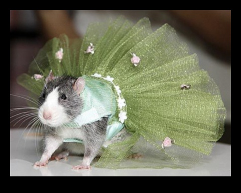 Rodent Runway A Fashion-Forward Look for Your Small Pets 1