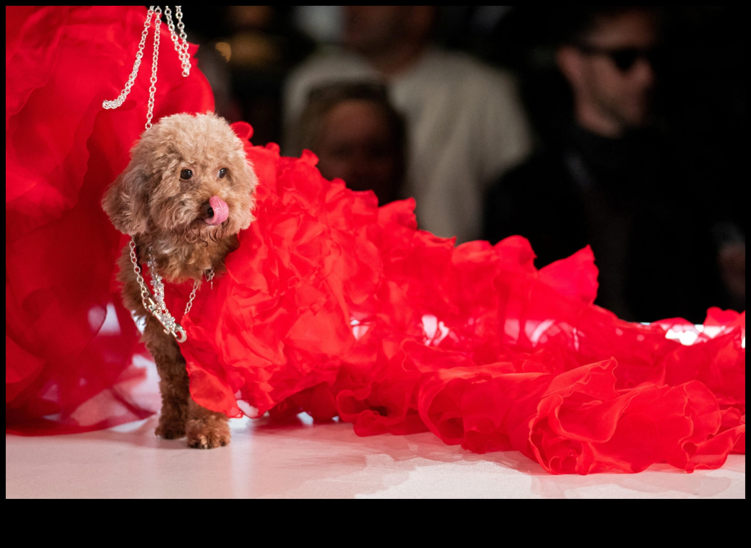 Rodent Runway: High-Fashion Accessories for Small Pets