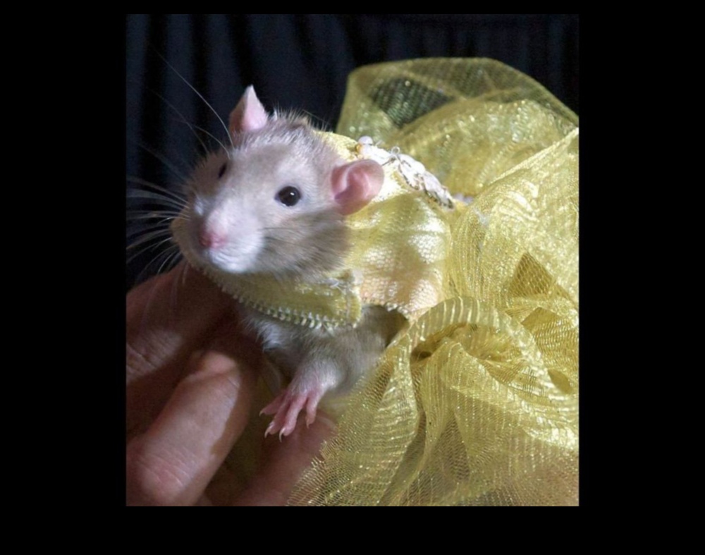 Rodent Runway: High-Fashion Accessories for Small Pets
