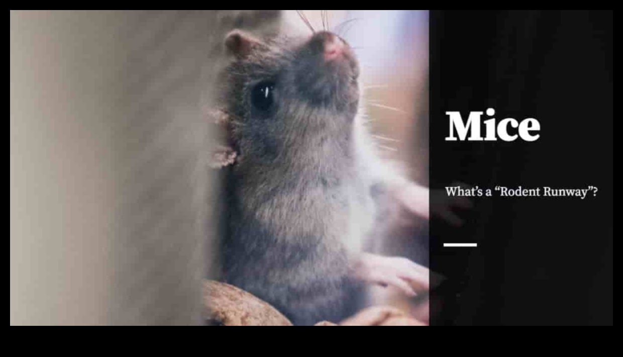 Rodent Runway Continued: Sustaining a Stylish Wardrobe for Small Pets