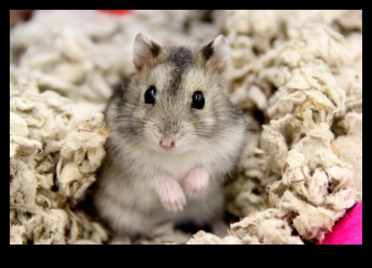 Rodent Runway Continued: Sustaining a Stylish Wardrobe for Small Pets