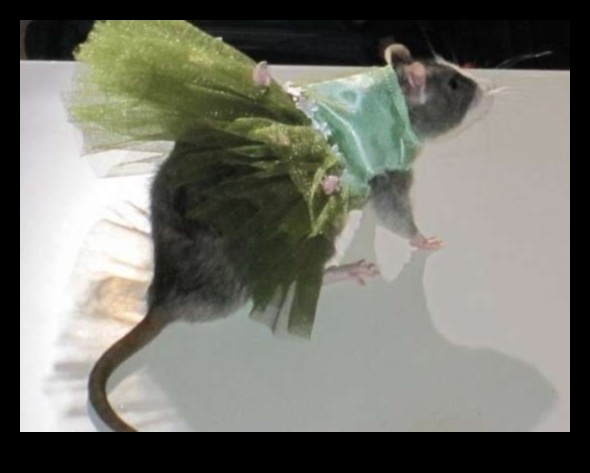 Rodent Runway Continued: Expanding Fashion Options for Small Pets