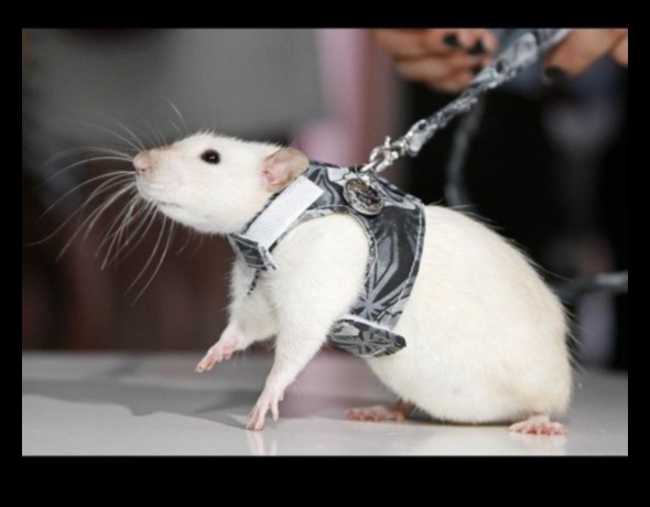 Rodent Runway Continued: Expanding Fashion Options for Small Pets