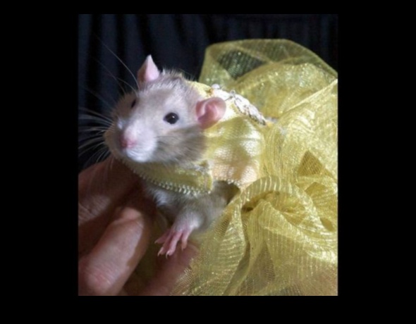 Rodent Runway Continued: Expanding Fashion Options for Small Pets