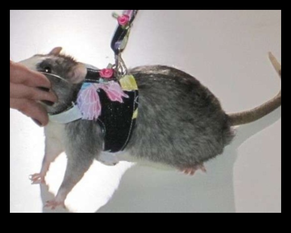 Rodent Runway Continued: Expanding Fashion Options for Small Pets