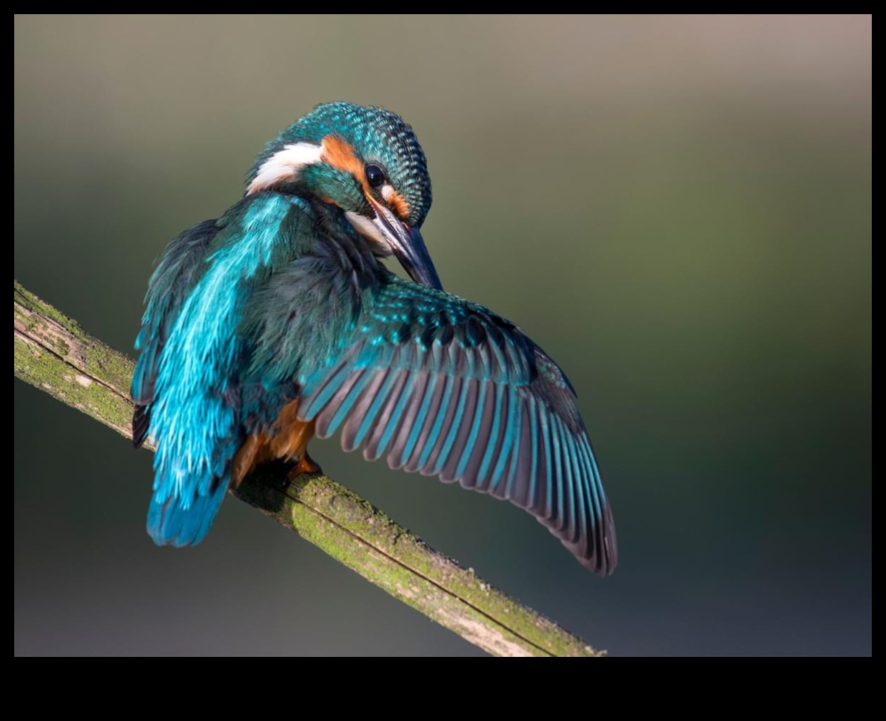 Ruffling Feathers: The Art of Bird Grooming and Preening
