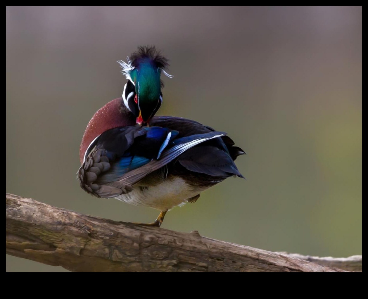 Ruffling Feathers: The Art of Bird Grooming and Preening