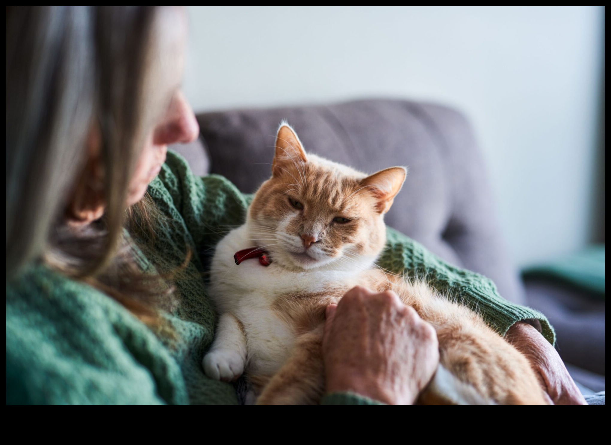Senior Cat Spotlight: Caring for Aging Feline Friends