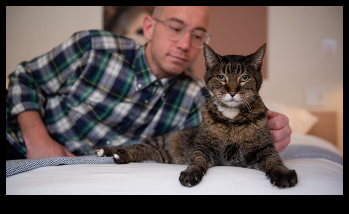 Senior Cat Spotlight: Caring for Aging Feline Friends