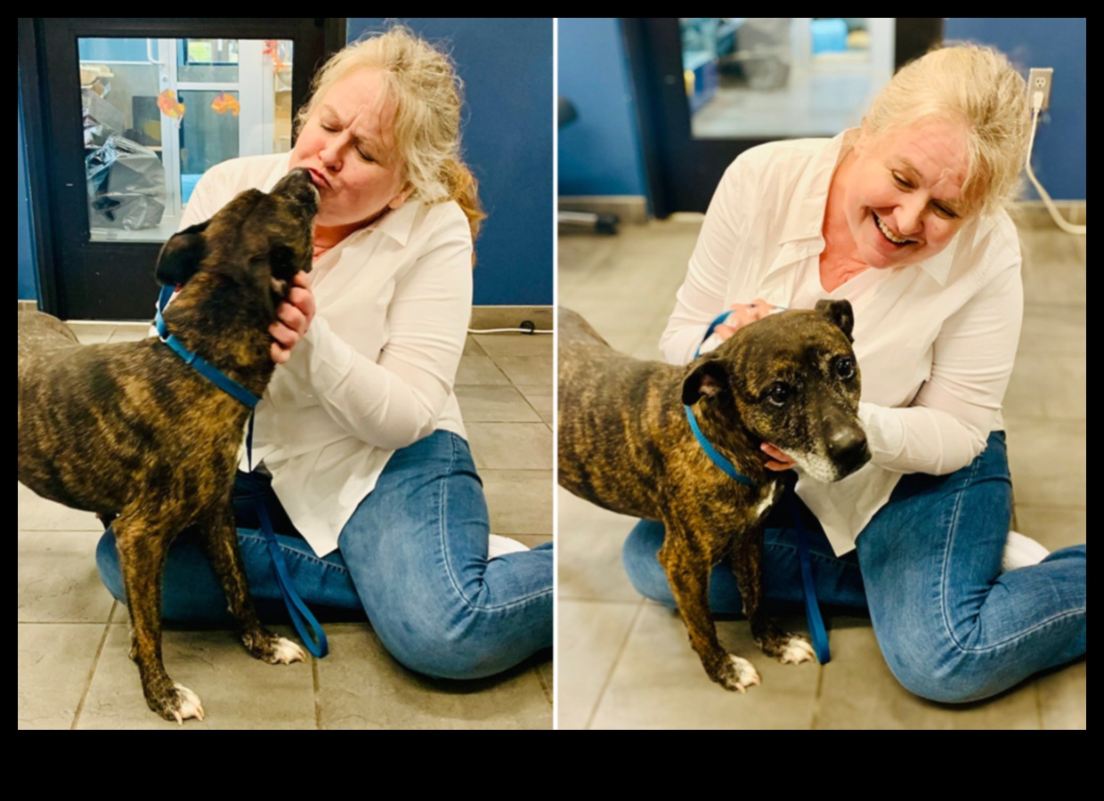 Shelter Stars: Adopting a Rescue Dog Success Stories