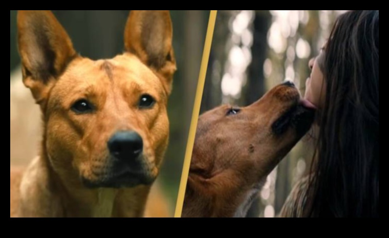 Shelter Stars: Adopting a Rescue Dog Success Stories