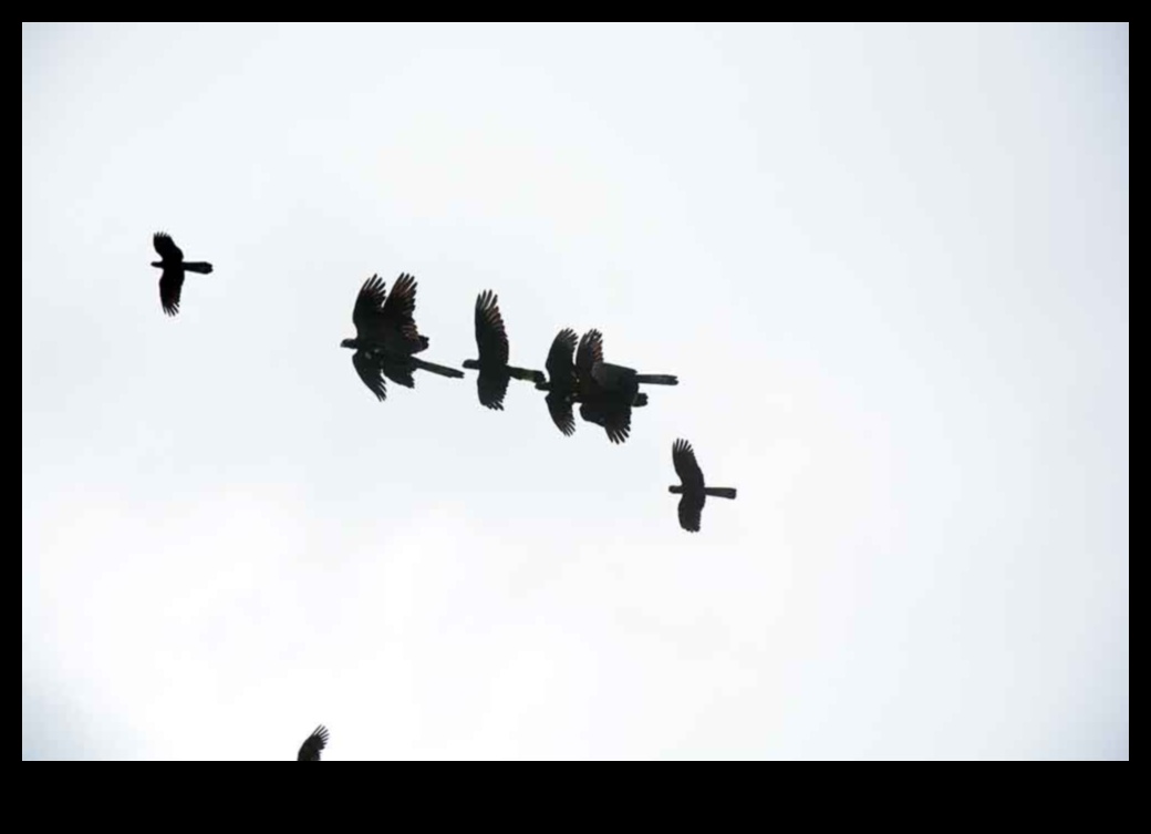 Sky Dancers: The Elegance of Birds in Flight Displays