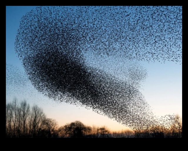 Sky Dancers: The Elegance of Birds in Flight Displays