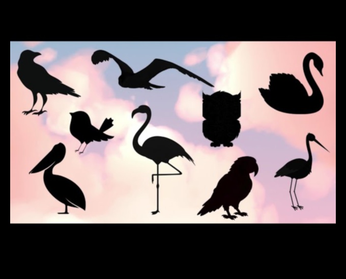 Sky Dancers: The Elegance of Birds in Flight Displays