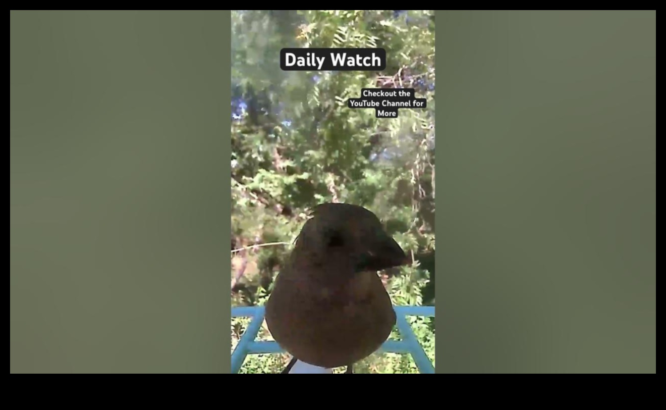 Skyward Serenity: The Calming Effect of Bird Watching